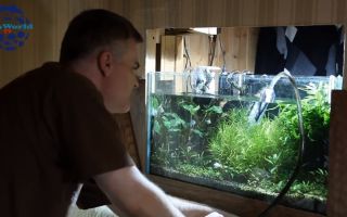 Почему в аквариуме мутнеет вода и воняет
